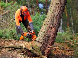 Best Aeration Services  in Shinnston, WV