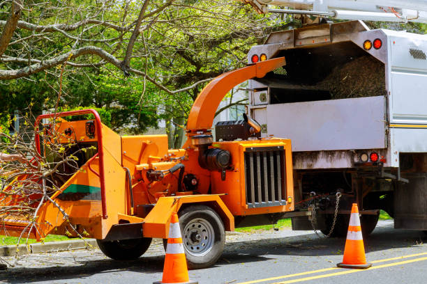 Best Tree Removal  in Shinnston, WV