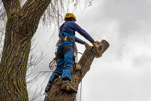 Best Palm Tree Trimming  in Shinnston, WV