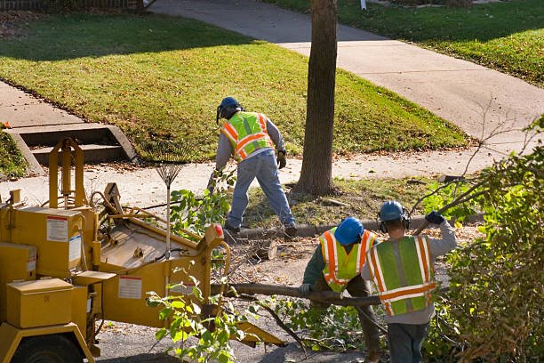 Best Leaf Removal  in Shinnston, WV