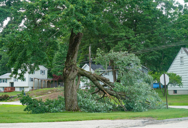 Best Tree Disease Treatment  in Shinnston, WV