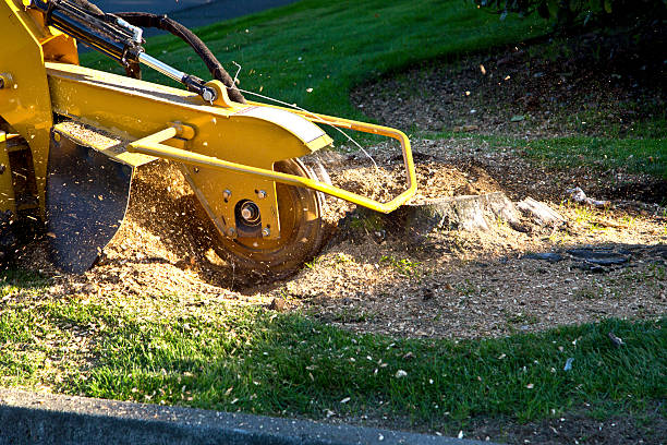 Best Stump Grinding and Removal  in Shinnston, WV